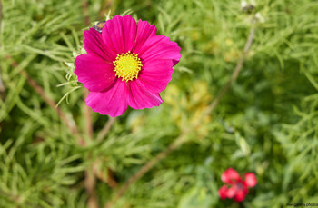Garden Cosmos This is a nature photograph featuring a vibrant Garden Cosmos flower as the main subject, set amongst green foliage and other flowering plants. The image captures the detailed petals and yellow center of the Garden Cosmos in sharp focus, while the background shows diffuse greenery and hints of other flowers. The photograph was taken in the morning during the summer season, as evidenced by the lighting and the timing. The image highlights the beauty of flowers within a natural garden setting, showcasing the diversity and richness of summer plants.